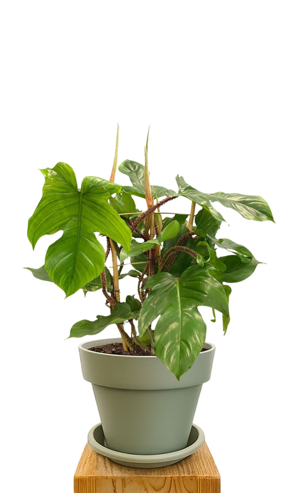 Kit de plantation 30 Vert